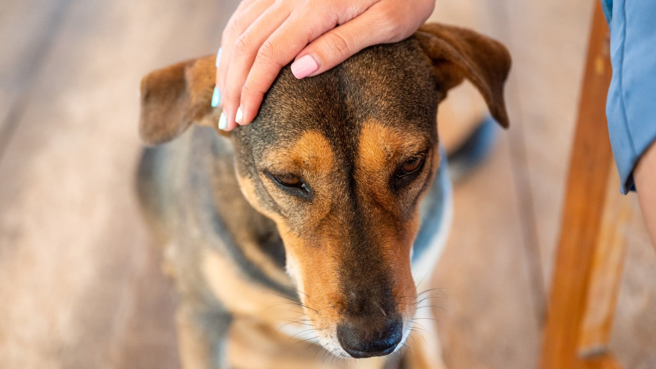 O que a pele do seu pet quer te dizer?