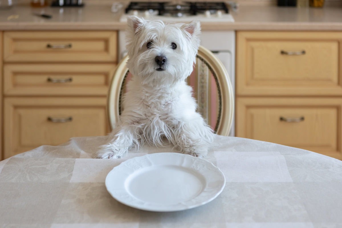 Seu cachorro pediu petisco de novo? Calma, vamos falar sobre isso!