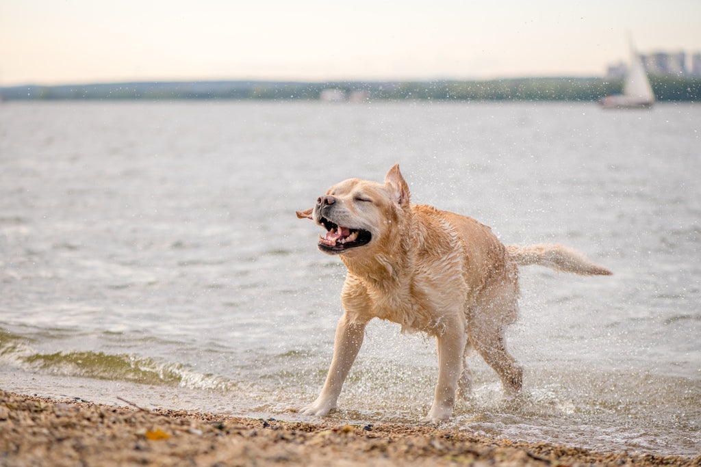 Verão com pets: como curtir a estação mais quente do ano com segurança e muito amor