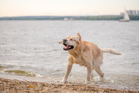Verão com pets: como curtir a estação mais quente do ano com segurança e muito amor
