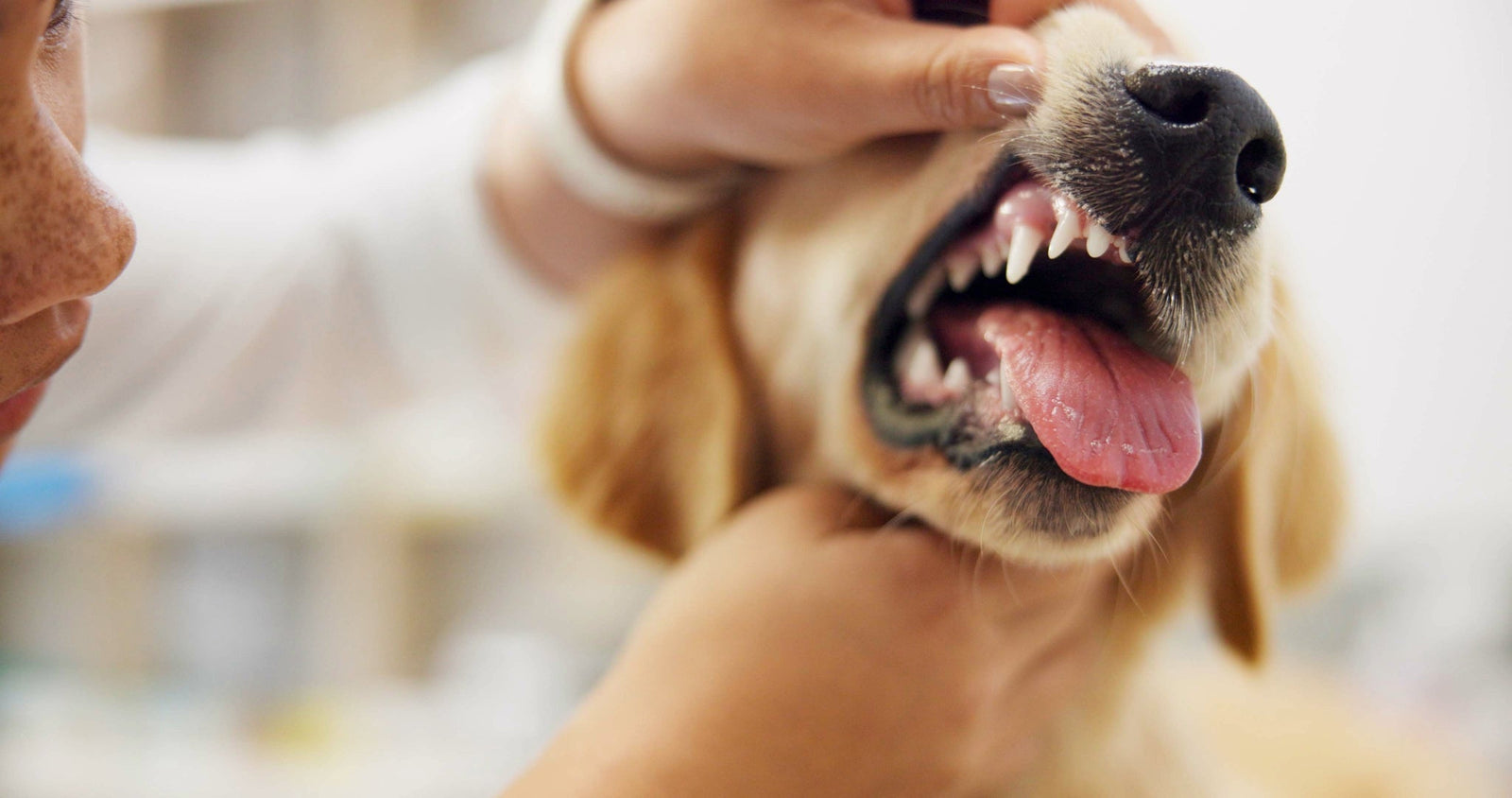 A saúde do seu cachorro começa pela boca (mesmo quando você não percebe)