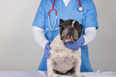 Castrar não é só evitar filhote, é pensar no futuro do pet