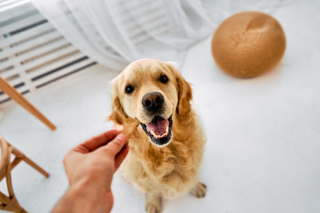 Petiscos para cães: quanto oferecer por dia sem comprometer a saúde?