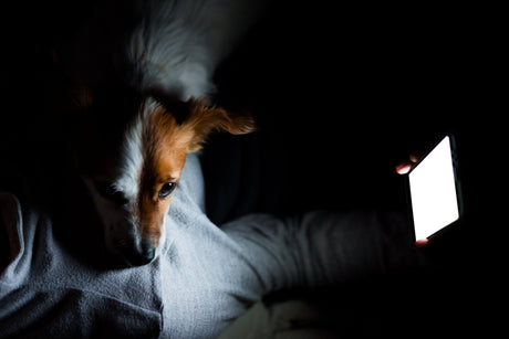 Cachorros enxergam no escuro? Entenda como funciona a visão dos cães