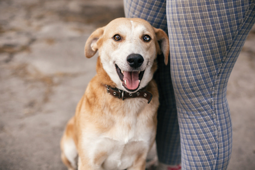 Petiscos para cães: como agradar sem colocar  a saúde em risco?