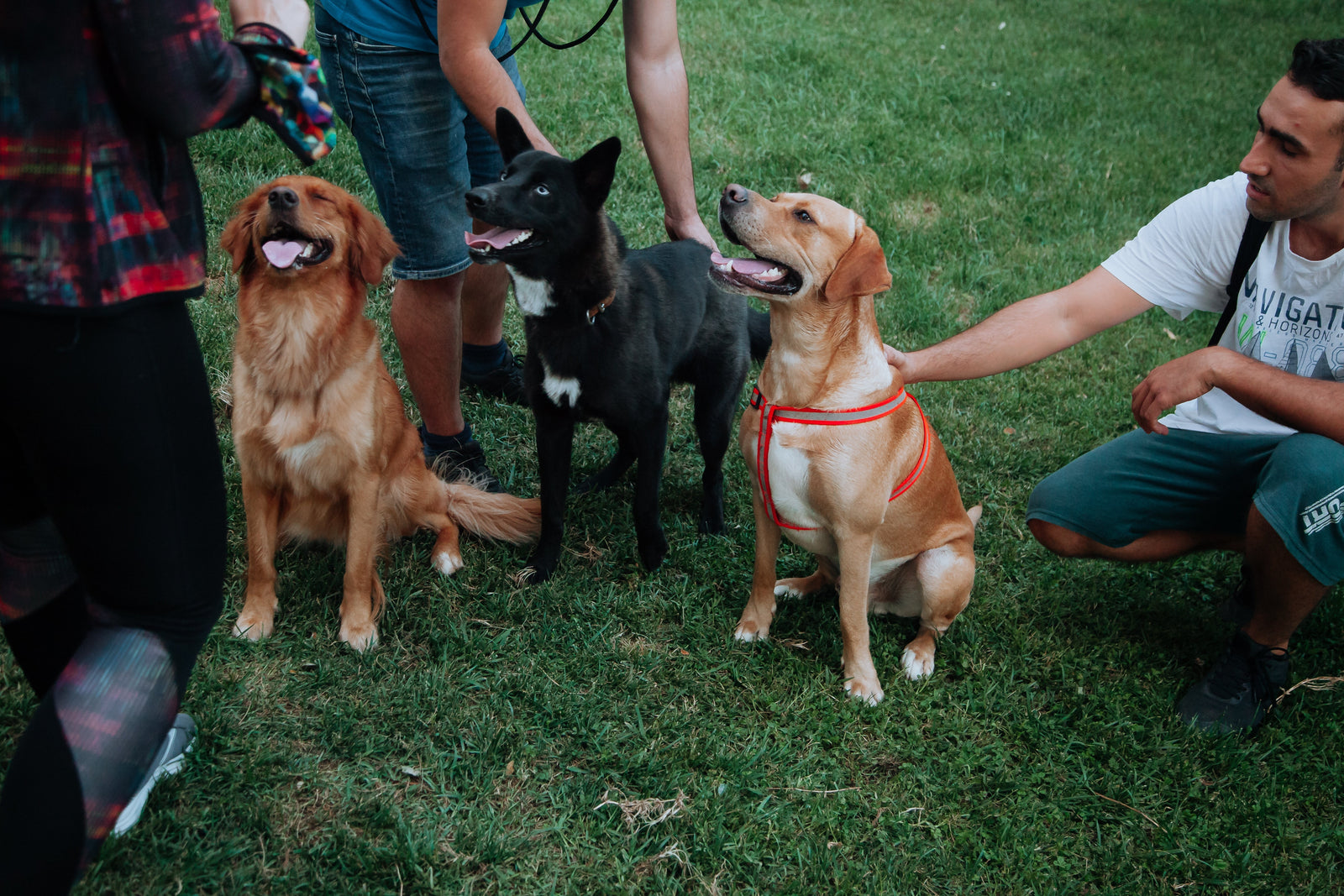 Como socializar cachorros: guia prático para adaptar seu pet a outros cães 🐶