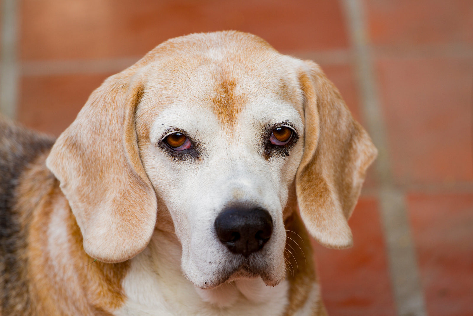 Cachorro idoso não dorme à noite: causas, sinais de alerta e o que fazer 🌙