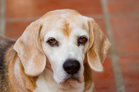 Cachorro idoso não dorme à noite: causas, sinais de alerta e o que fazer 🌙