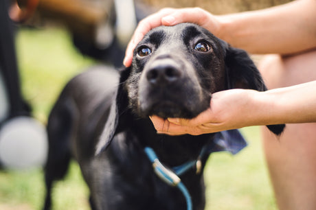 Adoção responsável: o primeiro passo para uma vida cheia de amor (e patas)