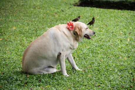 Cachorro acima do peso: quando o carinho vira excesso?
