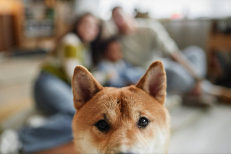 O que observar antes de oferecer qualquer petisco ao seu cachorro