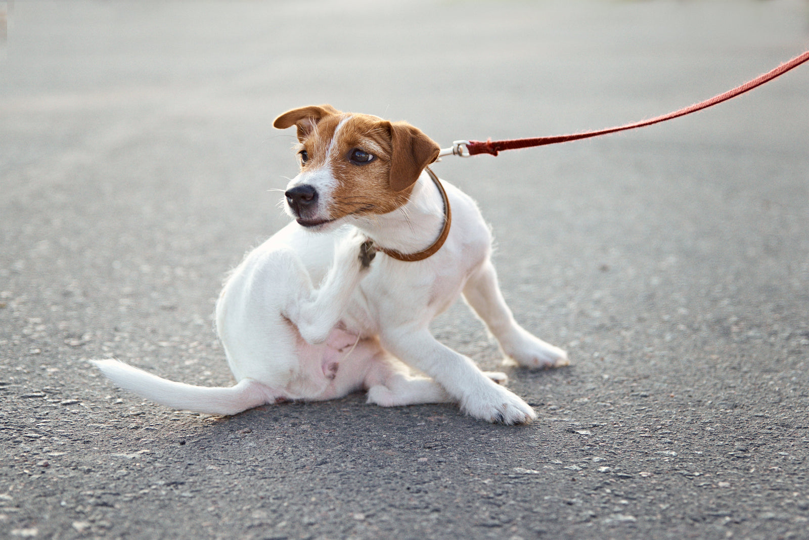 Coceira em cachorro: quando não é só “coisa de pele”?