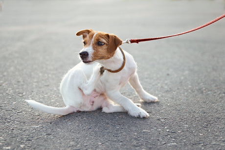 Coceira em cachorro: quando não é só “coisa de pele”?