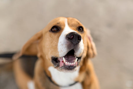 Quais petiscos ajudam na saúde bucal dos cães?